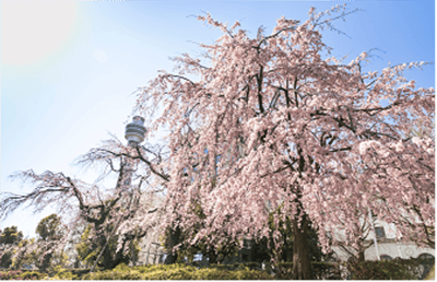 横滨花园项链2026于3月19日开幕，以鲜花遍布全城庆祝10周年