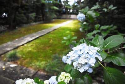 가레산스이 정원, 이끼, 그리고 수국 — 이와타시의 유서 깊은 이오지(醫王寺)를 탐방하다