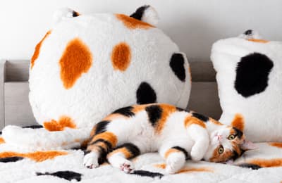 Desain Kucing Belang Tiga Bergabung dalam Seri Mohaya, Neko. Setelah Penjualan Kumulatif Melampaui 38.400 Unit