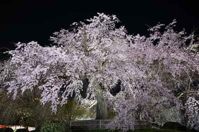 京都夜櫻之旅為酒店客人提供祇園夜間賞櫻漫步