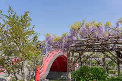 船橋屋推出 4 款紫藤色甜點，慶祝龜戶天神社紫藤祭