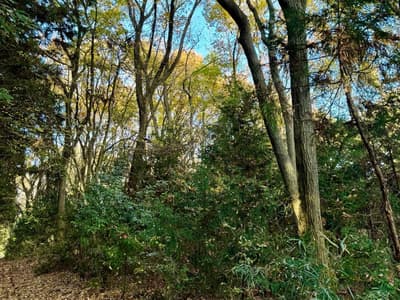 以您的方式享受森林——Forenta全新森林租赁区在栃木县大田原市开放