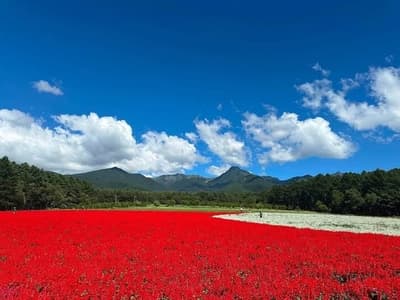 Ladang Bunga Seluas 10 Hektare YATZ GARDEN di Yatsugatake Agricultural College Mencapai Lebih dari 100.000 Pengunjung Musim Ini