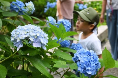 효고현 가와니시시의 '아지사이데라(수국사)' 라이코지, 수국 만개