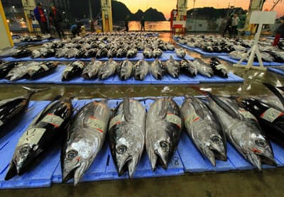 在和歌山縣休暇村南紀勝浦酒店體驗日本頂級新鮮鮪魚市場