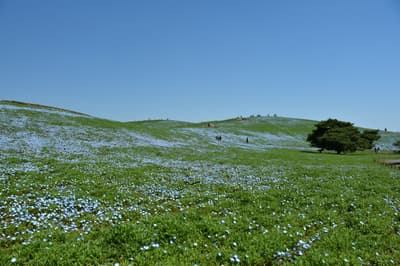 Nemophila at Hitachi Seaside Park Reaches 30% Bloom Starting April 4