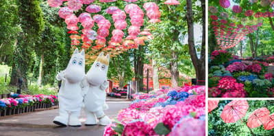 June 11 at Moomin Valley Park — "Umbrella Day" Meets "Hattifatteners Day" Amid Peak Hydrangeas