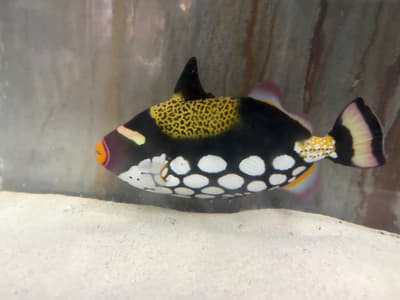 Ikan Triger Badut Langka yang Tertangkap di Teluk Mikawa Akan Dipamerkan secara Terbatas di Minamichita Beachland Mulai 1 Oktober