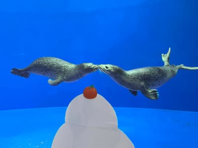 上越市立水族博物馆举办为期三天的特别海豹讲座活动