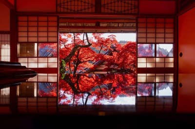 绝美秋景！柳谷观音杨谷寺举办“2025年红叶周”