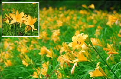 Around 1,000 Nikko Daylilies in Peak Bloom at Rokko Alpine Botanical Garden