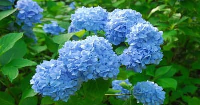ดอกไฮเดรนเยียฮิเมะอาจิไซบานสะพรั่งที่สวนพฤกษศาสตร์บนภูเขาหินร็อกโก — สีฟ้าสดใส "ร็อกโกบลู" ที่ตั้งชื่อโดยนักพฤกษศาสตร์ โทมิโนทาโร่ มากิโนะ