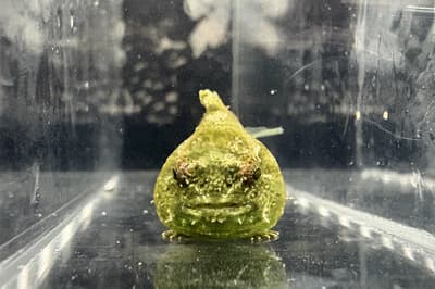 Yokohama Hakkeijima Sea Paradise Opens New Exhibit Tracing Lumpsucker Growth From Birth to Adulthood