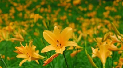 Around 2,000 Nikko Daylilies in Full Bloom Near the Rock Garden at Rokko Alpine Botanical Garden