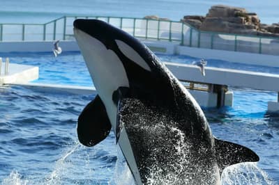 Panduan Lengkap Kamogawa Sea World: Akuarium Terkenal di Chiba untuk Pertunjukan Orca dan Makanan Lezat