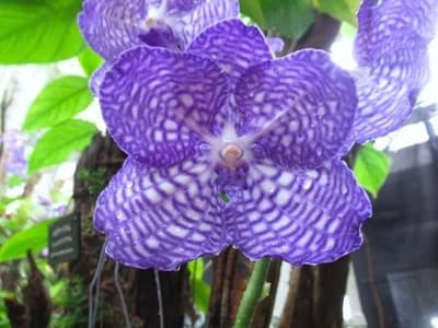 Ocean Expo Park Unveils a Fantastical Blue World of Rare Blue Orchids