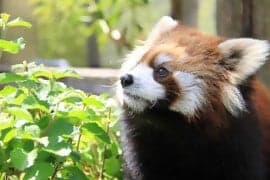 일본 최고의 절경 중 하나인 니혼다이라 산기슭에서 동물들과 함께 여유를 즐기는 가을 가족 여행