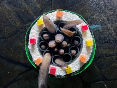 上越市水族馆Umigatari将于2026年节分推出星鳗惠方卷展示