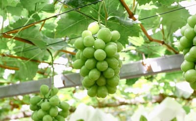 Uchida Farm Extends Hometown Tax Donations for Shine Muscat and Muscat Jipang Grapes