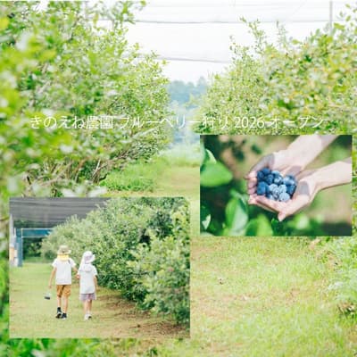 Blueberry Picking at Iinuma Honke's Kinoene Farm Starts June 6, 2026