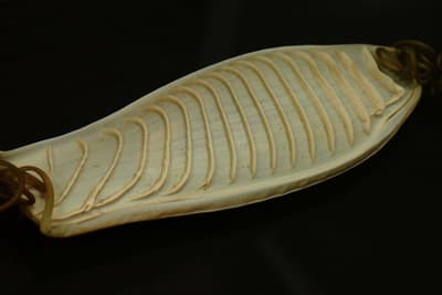 這是「人魚錢包」還是「洗衣板」？澳洲絨毛鯊卵首次於日本茨城縣大洗水族館公開展示