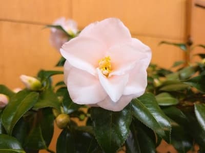 舞鶴自然文化園舉辦山茶花展