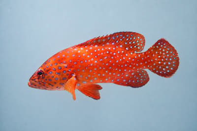 Hiroshima Motomachi Aquarium's "Yukata Colors the Summer Aquarium" Exhibit Opens July 18, With Extended Hours During Obon
