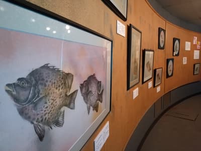 Shimoda Aquarium Hosts Colorful Fish Rubbing Exhibition by Komoda Taijirou, April 18 to June 14, 2026