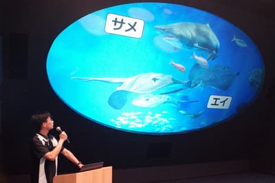 La Ikimono Sumashii School de Kobe Suma Sea World se centra en los tiburones y las rayas durante septiembre y octubre