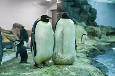 Adventure World Confirms Season's First Emperor Penguin Egg — Artificial Insemination Project Continues After Last Year's World-First Fertile Egg