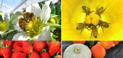 Fujifilm Square Photo Exhibition "Bees Are So Fun! The Great Power of Small Creatures" Opens in Tokyo Midtown