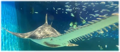 長壽「謝謝你」！水族館舉辦「敬老日」活動慶祝 39 歲傳奇動物