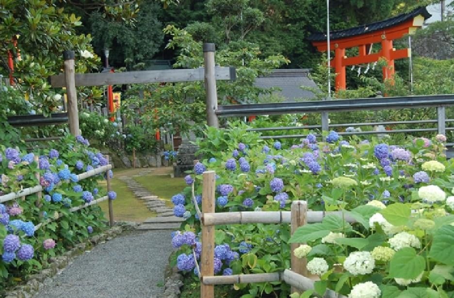 Hydrangea Festival at World Heritage Kumano Nachi Taisha Shrine — 3,000 Plants in Bloom