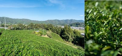 京都都喜达尼酒店推出“茶香”——无尼古丁茶烟养生体验，搭配清酒和威士忌