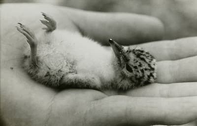 東京都寫真美術館 TOP 精選展「別思考。去感受。」