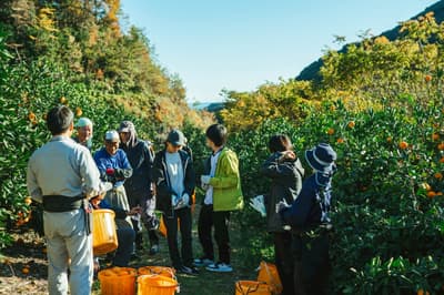 미에현 최대 감귤 산지인 미하마초와 기호쿠초, 제4회 '감귤 수확 워케이션' 개최