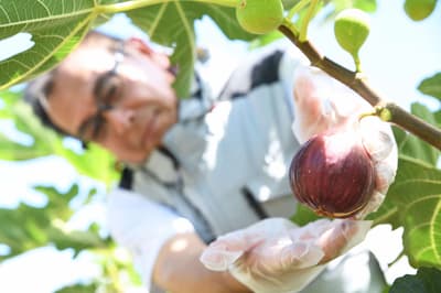 Kawanishi's Famous Figs 'Asadori no Megumi' Enter Harvest Season