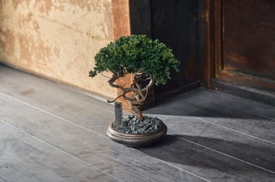Pop-up RE BONSAI dari TOUFU TOKYO Kembali ke Hankyu Men's Tokyo untuk Edisi ke-5, Diperluas ke Dua Area, 8-14 Juli
