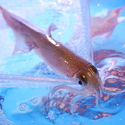 每日限量20份！京都西院「Hananeya」私人包廂居酒屋，品嚐晶瑩剔透的活體花枝刺身