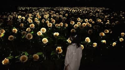 8월 1일부터 팀랩 보태니컬 가든 오사카의 밤을 밝힐 약 2만 송이의 흰 해바라기
