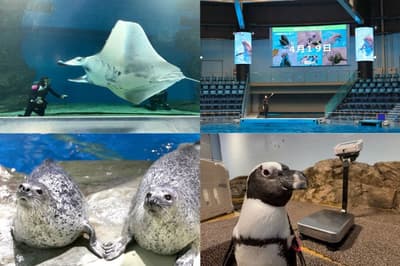 Maxell Aqua Park品川舉辦「飼育員之日週」——14天幕後水族館學習之旅