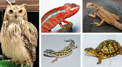 在大阪举行的 REPTILES FEVER 2026 冬季展会本周末开幕，与“小恐龙”们相遇