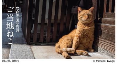 Mitsuaki Iwago Photo Exhibition "LOCAL HERO OF JAPANESE CATS" Comes to Okayama and Shikoku for the First Time at Mori no Machi Grace This Summer — Advance Tickets on Sale from July 7