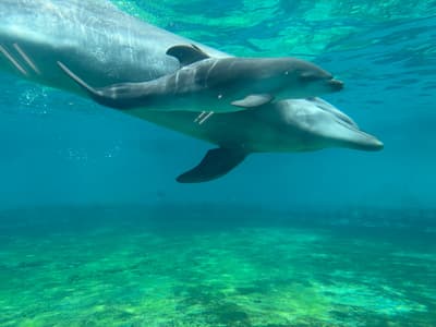 Baby Bottlenose Dolphin Born at Okinawa Churaumi Aquarium, Now Swimming Alongside Mother Marl