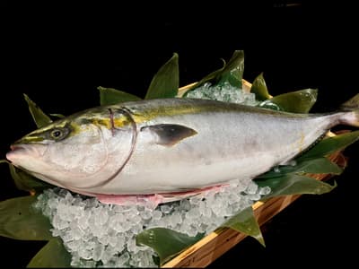 池袋大都會飯店每週六舉辦北陸美食節和鰤魚祭