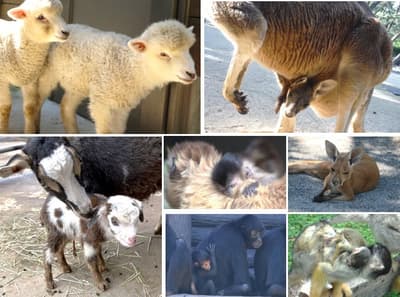 Adorable Baby Animals at Uminonakamichi Seaside Park