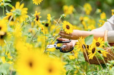 Gunma Flower Park+ Offers Free Kids' Admission, 13,000 Plants Led by Sunflowers, and a Splash-Pond Summer Packed with Events
