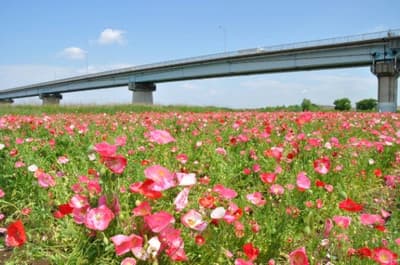 에도가와 강에서 양귀비 꽃바다를 만나보세요! 5월 30일 에도가와 마쓰도 플라워 라인 봄꽃 축제 개최
