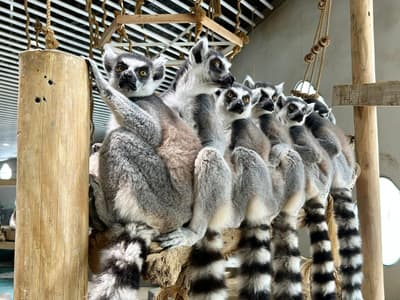 니프렐(NIFREL), 세계 여우원숭이의 날을 맞아 알락꼬리여우원숭이의 고향 마다가스카르를 탐험하는 특별 프로그램 개최