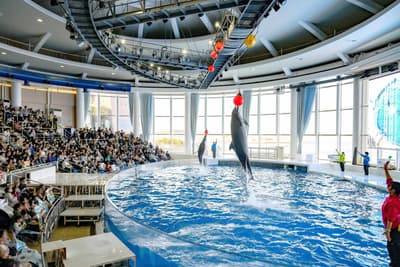 大洗水族館 2026 年夏季陣容：全新表演、祭典活動與夜間開放